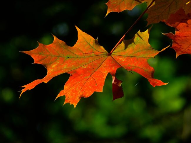 autumn-196566_1280
