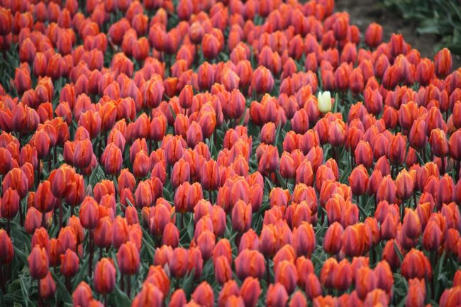 tullips-2414035_1280